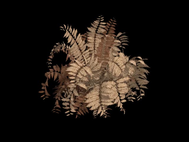 Dry Fern Clump, realistic 3D model, GLB