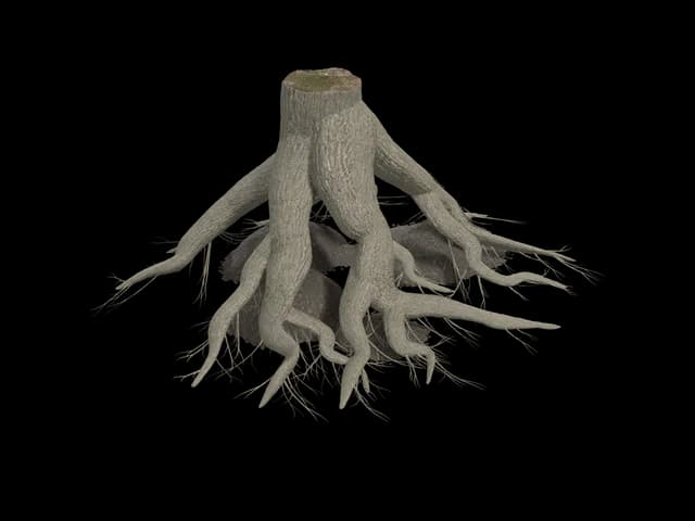 Exposed Root Stump, realistic 3D model, GLB