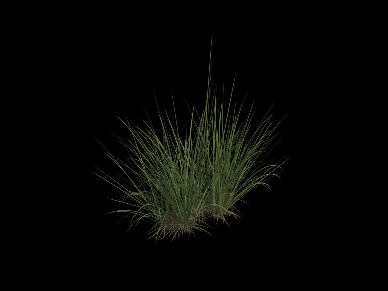 Fine Marsh Grass, realistic 3D model, GLB