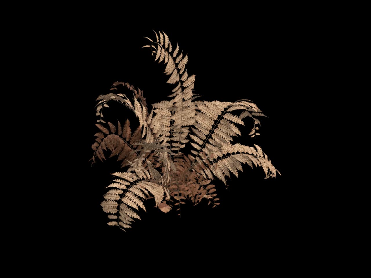 Forest Fern, realistic 3D model, GLB
