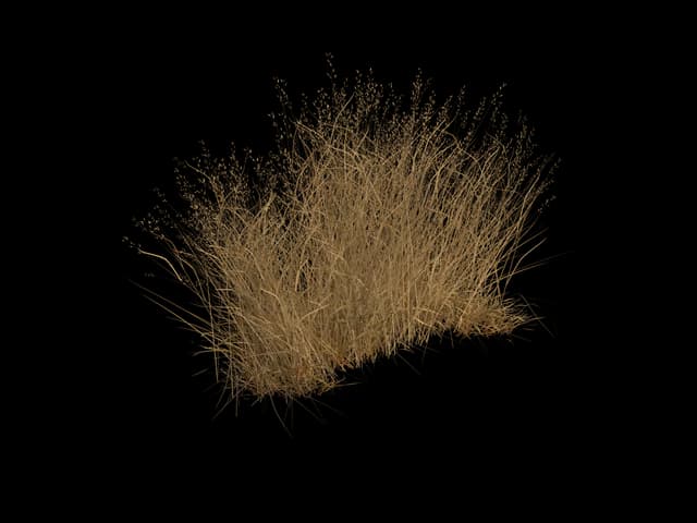 Golden Meadow Grass, realistic 3D model, GLB