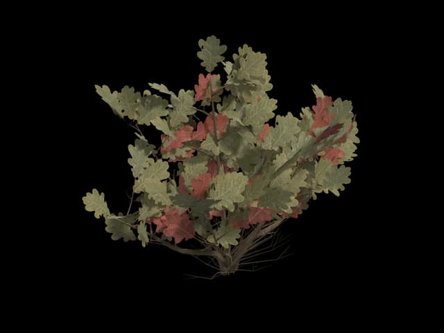 Low Shrub, realistic 3D model, GLB