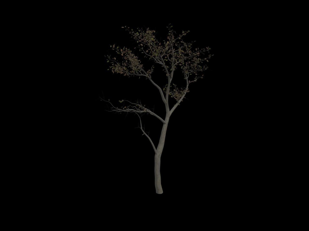 Open Young Tree, realistic 3D model, GLB