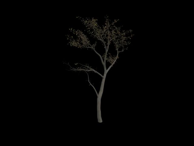 Open Young Tree, realistic 3D model, GLB