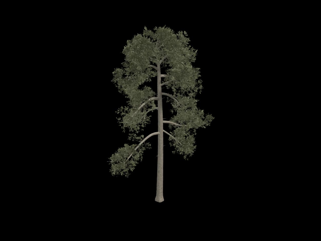 Tall Open Pine, realistic 3D model, GLB