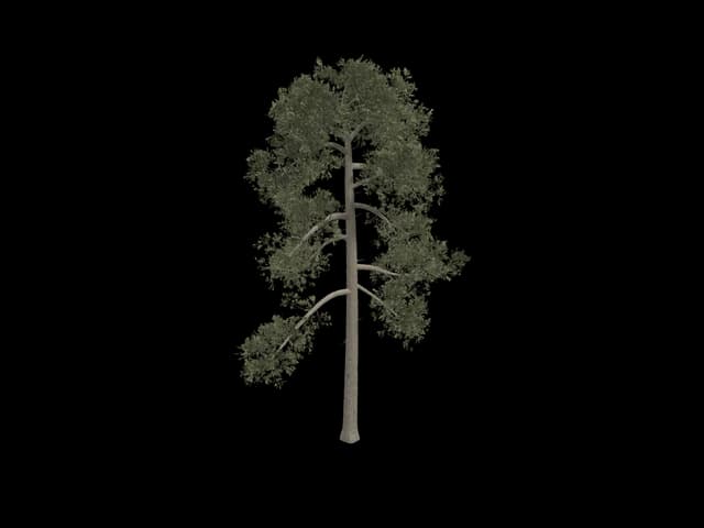 Tall Open Pine, realistic 3D model, GLB