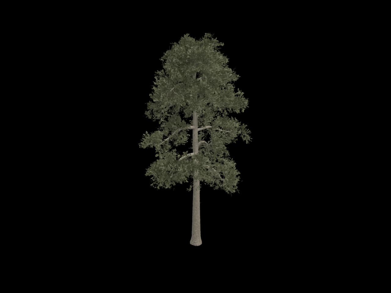 Tiered Pine, realistic 3D model, GLB