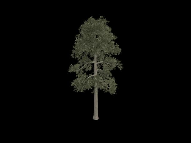 Tiered Pine, realistic 3D model, GLB