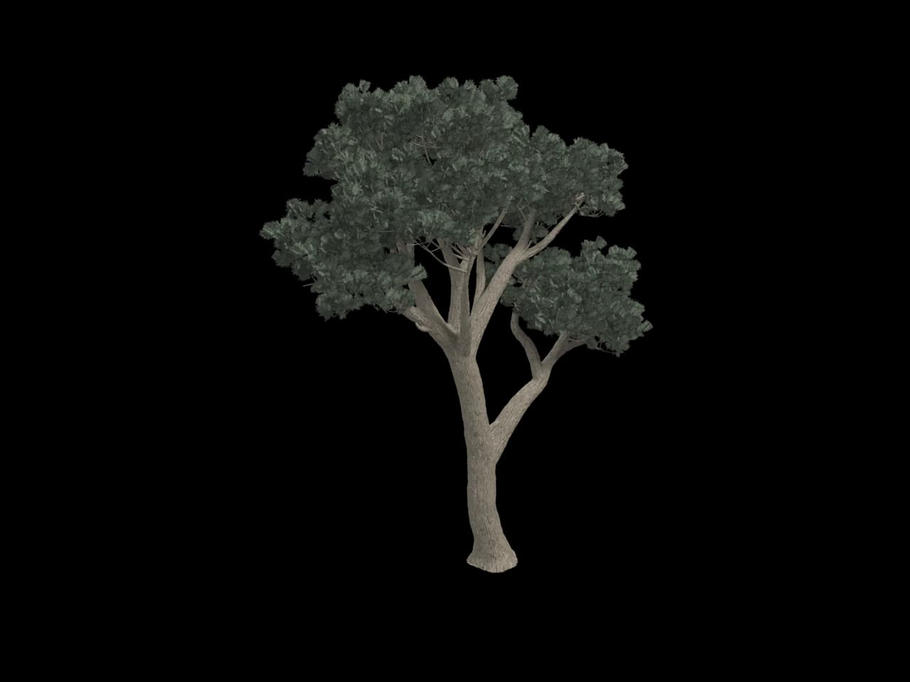 Umbrella Pine, realistic 3D model, GLB
