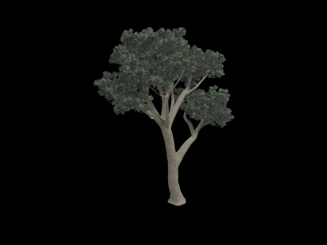 Umbrella Pine, realistic 3D model, GLB
