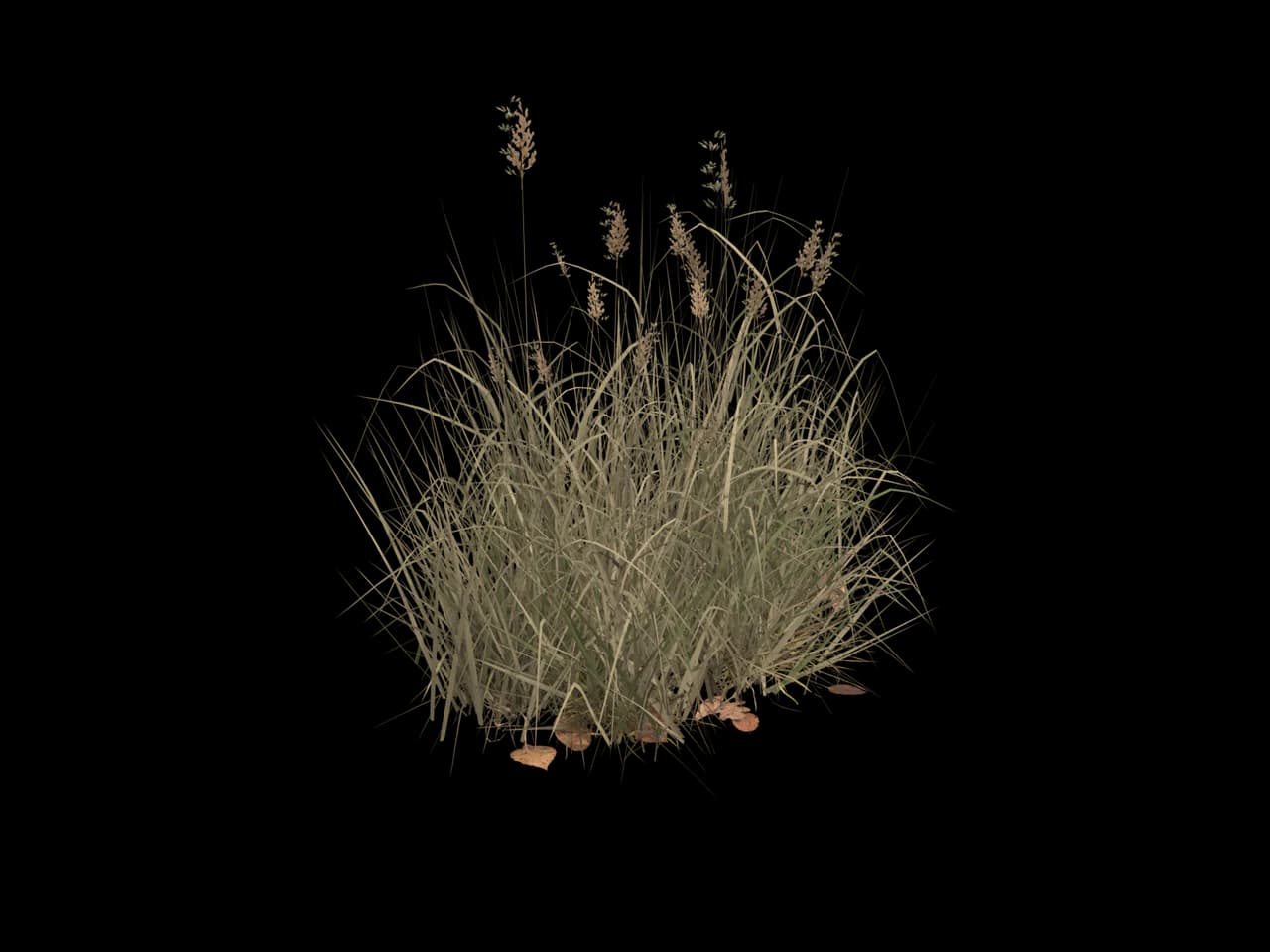 Wild Grass Clump, realistic 3D model, GLB